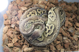 Piton Bola Black Pewter Hembra ID R3-15