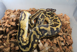 Piton Bola Pied Yellowbelly Macho ID R2-16