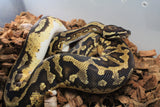 Piton Bola Pied Yellowbelly Macho ID R2-16