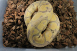 Piton Bola Banana Het PIed Macho ID R2-20
