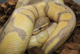 Piton Bola Banana Het PIed Macho ID R2-20