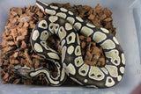Piton Bola Dessert Ghost DG Macho reproductor ID R3-04