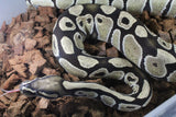 Piton Bola Dessert Ghost DG Macho reproductor ID R3-04