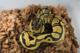 Piton Bola Orange Dream Yellowbelly Het PIed HEmbra ID R3-14