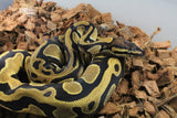 Piton Bola Orange Dream Yellowbelly Het PIed HEmbra ID R3-14