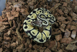 Piton Bola Pastel Orange Dream pos Fire Hembra ID R5-03