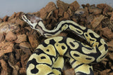 Piton Bola Pastel Orange Dream pos Fire Hembra ID R5-03