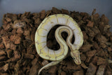 Piton Bola Banana Spider Macho ID R8-17