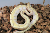 Piton Bola Banana Spider Macho ID R8-17
