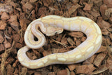 Piton Bola Banana Spider Macho ID R9-04