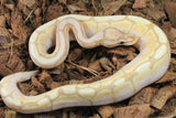 Piton Bola Banana Spider Macho ID R9-04