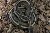 Piton Bola Genetic Stripe 66% Het VPI Axanthic Hembra iD R9-17