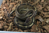 Piton Bola Genetic Stripe 66% Het VPI Axanthic Hembra iD R9-17