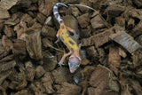Gecko Leopardo Tangerine ID R5-04