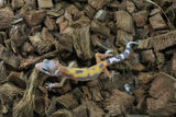 Gecko Leopardo Tangerine ID R5-04
