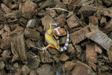 Gecko Leopardo Tangerine ID R5-07