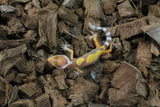 Gecko Leopardo Tangerine ID R5-07