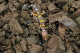 Gecko Leopardo Tremper Albino R5-13