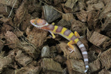 Gecko Leopardo Tremper Albino R5-13