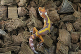 Gecko Leopardo Tremper Albino R5-18