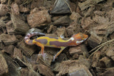 Gecko Leopardo Tremper Albino R5-18