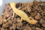 Gecko Leopardo Cola Regenerada Hembra ID R6-02