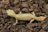 Gecko Leopardo Cola Regenerada Hembra ID R6-02