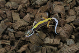 Gecko Leopardo Reversde Stripe ID R6-03
