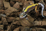 Gecko Leopardo Reversde Stripe ID R6-03