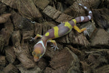 Gecko Leopardo Tremper Albino ID R6-15