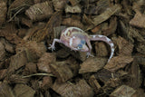 Gecko Leopardo Tremper Albino ID R6-17