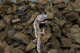 Gecko Leopardo Tremper Albino ID R6-17