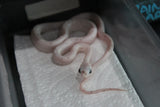 Serpiente del Maiz (Maicera) Palmetto Het Charcoal (Anery B) Hembra ID RC-09