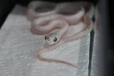 Serpiente del Maiz (Maicera) Palmetto Het Charcoal (Anery B) Hembra ID RC-09