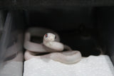 Serpiente del Maiz (Maicera) Palmetto Het Charcoal (Anery B) Hembra ID RC-10