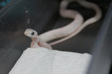 Serpiente del Maiz (Maicera) Palmetto Het Charcoal (Anery B) Hembra ID RC-10