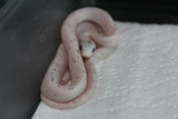 Serpiente del Maiz (Maicera) Palmetto Het Charcoal (Anery B) Hembra ID RC-11