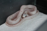 Serpiente del Maiz (Maicera) Palmetto Het Charcoal (Anery B) Hembra ID RC-11