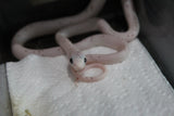 Serpiente del Maiz (Maicera) Palmetto Het Charcoal (Anery B) Hembra ID RC-12