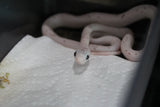 Serpiente del Maiz (Maicera) Palmetto Het Charcoal (Anery B) Hembra ID RC-12