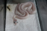 Serpiente del Maiz (Maicera) Palmetto Het Charcoal (Anery B) Macho ID RC-13