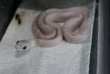 Serpiente del Maiz (Maicera) Palmetto Het Charcoal (Anery B) Macho ID RC-13