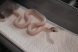 Serpiente del Maiz (Maicera) Palmetto Het Charcoal (Anery B) Hembra ID RC-14