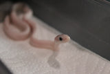 Serpiente del Maiz (Maicera) Palmetto Het Charcoal (Anery B) Hembra ID RC-14