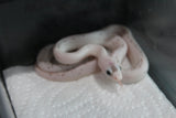 Serpiente del Maiz (Maicera) Palmetto Het Charcoal (Anery B) Hembra ID RC-15