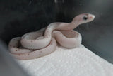 Serpiente del Maiz (Maicera) Palmetto Het Charcoal (Anery B) Hembra ID RC-15