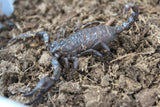 Escorpion Asiatico Bebe