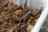 Escorpion Asiatico Bebe