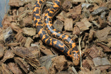 Boa Kenyana de Arena Het Anery Paint Macho ID RC-01