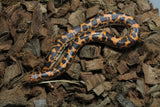 Boa Kenyana de Arena Het Anery Paint Macho ID RC-01